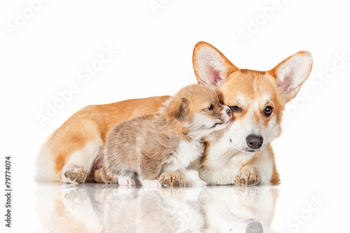 Pembroke welsh corgi puppy kissing his mother © Rita Kochmarjova