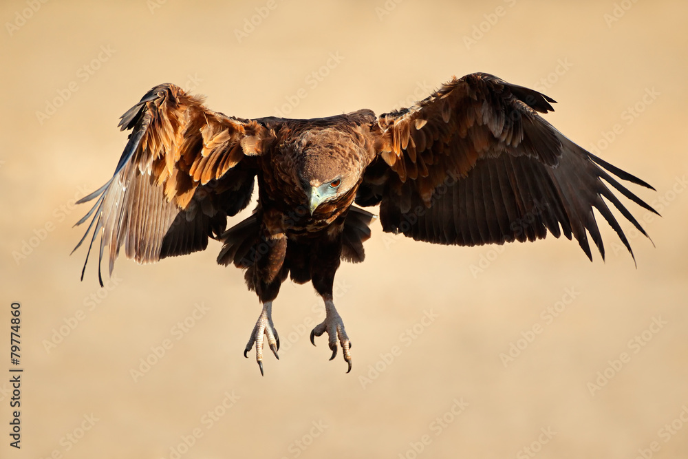 Fototapeta premium Bateleur eagle in flight
