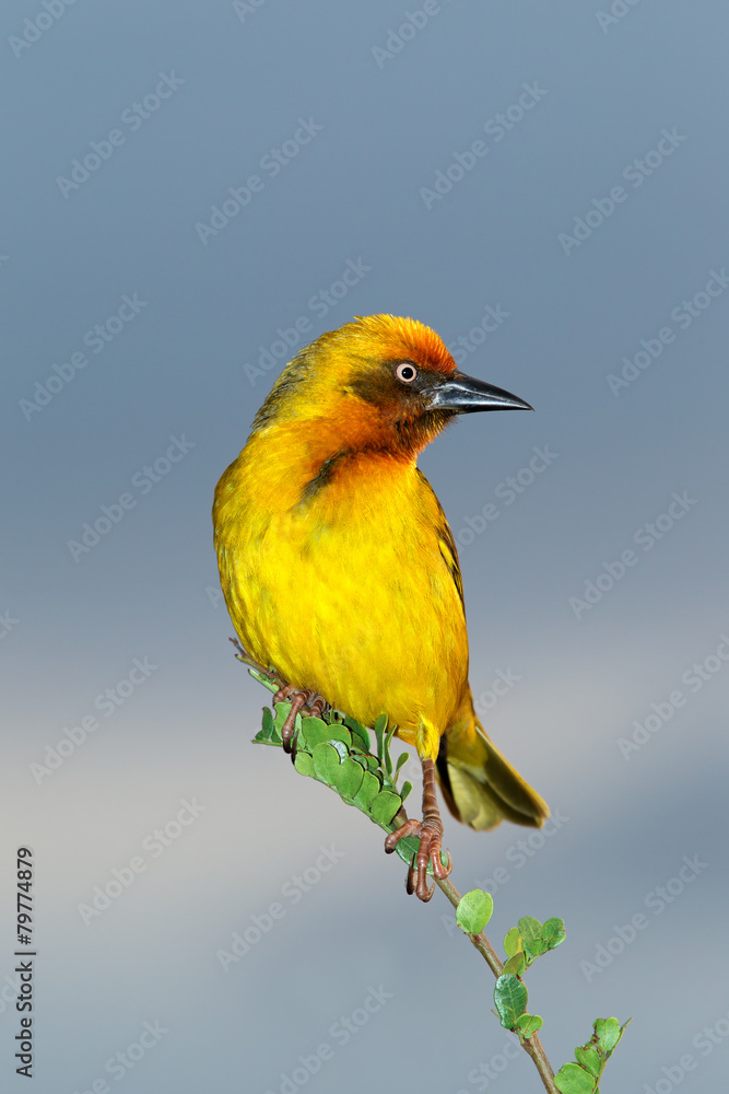 Obraz premium Male Cape weaver (Ploceus capensis)