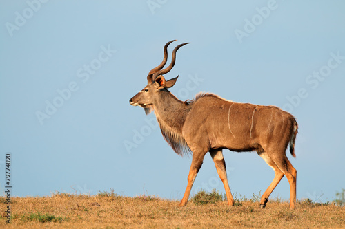 Male kudu antelope against a blue sky
