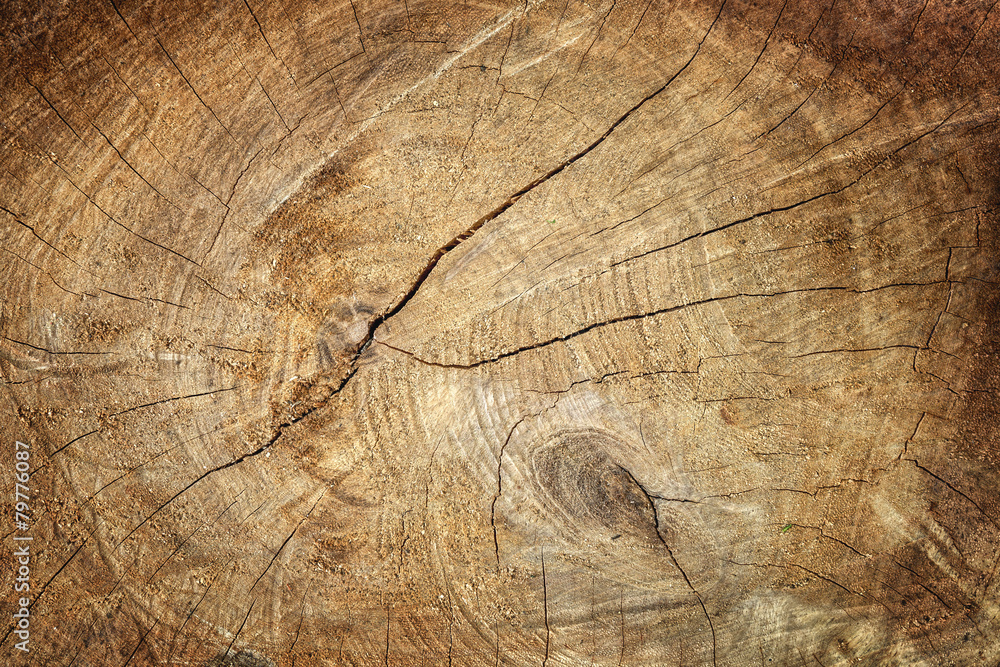Fototapeta premium texture of tree stump