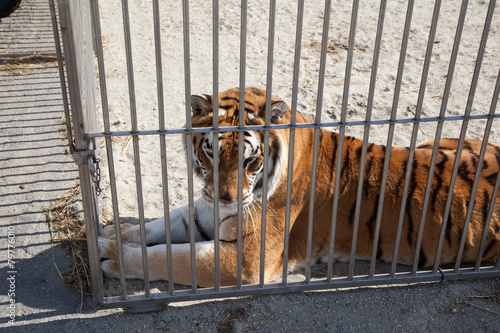 Fototapeta Naklejka Na Ścianę i Meble -  Animali in gabbia