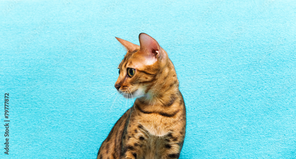 Obraz premium cat Bengal