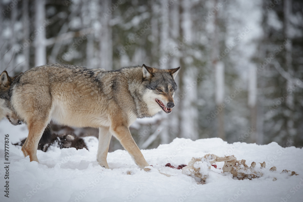Snarling wolf at moose carcass Snarling wolf at moose carcass