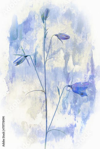Bellflower in nature, digit...