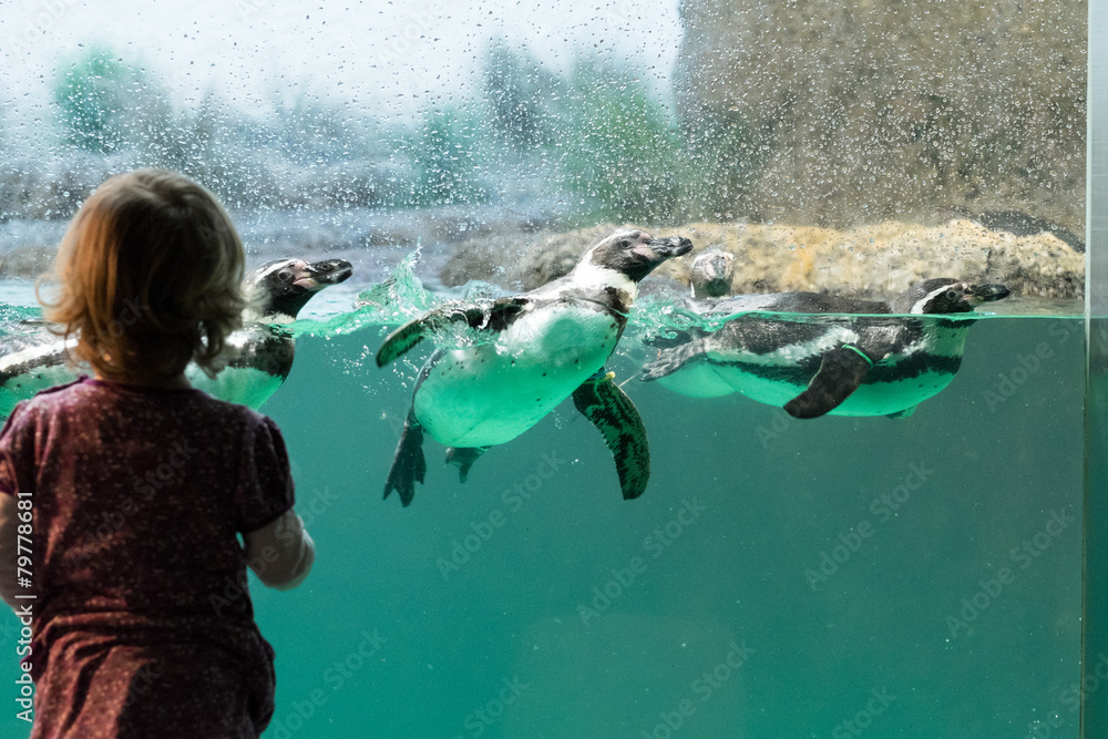 Fototapeta premium Kind vor Pinguinaquarium