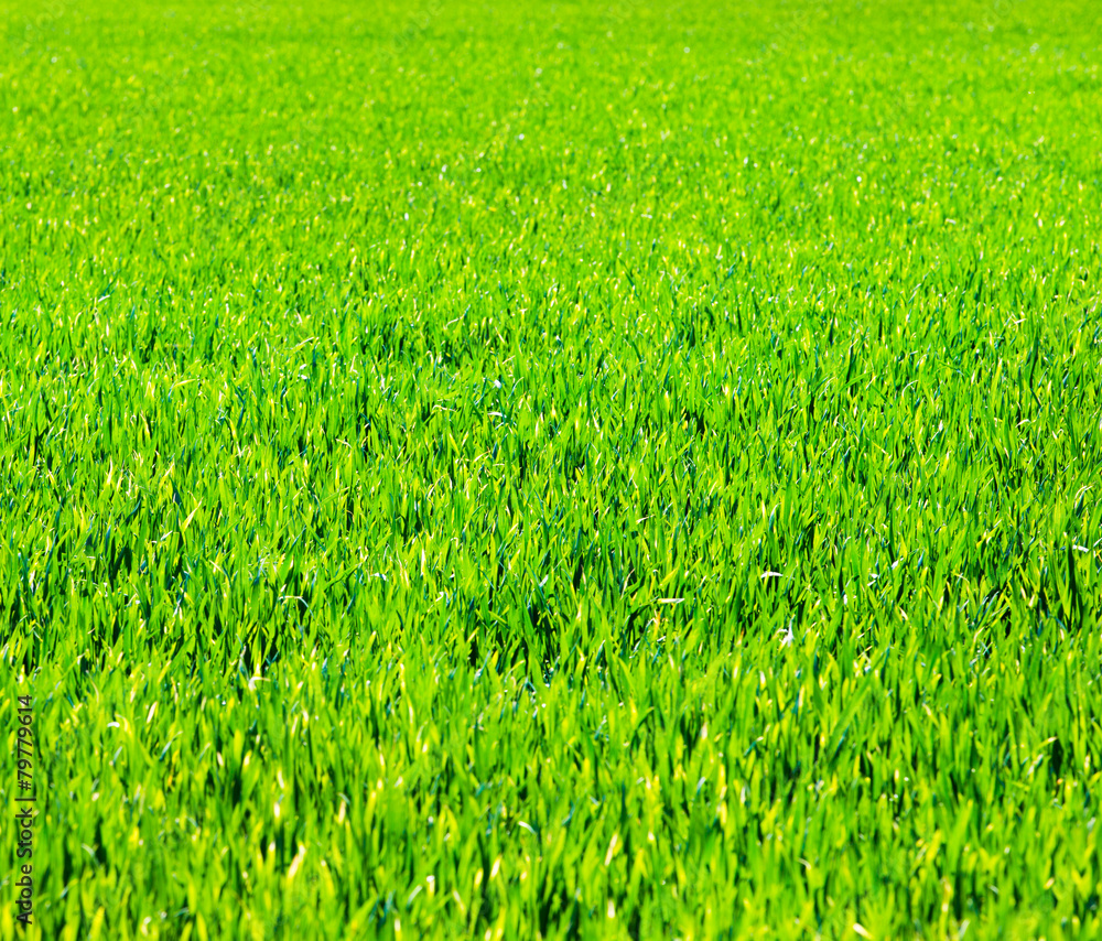 Fototapeta Grass background