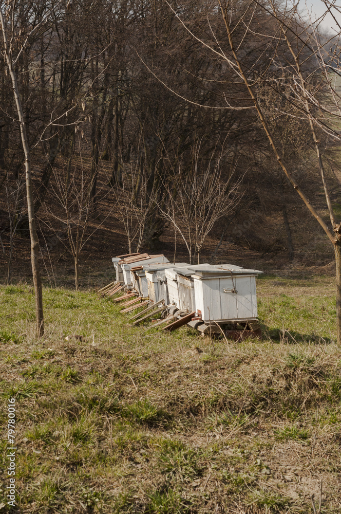 near forest bee hive near forest bee hive