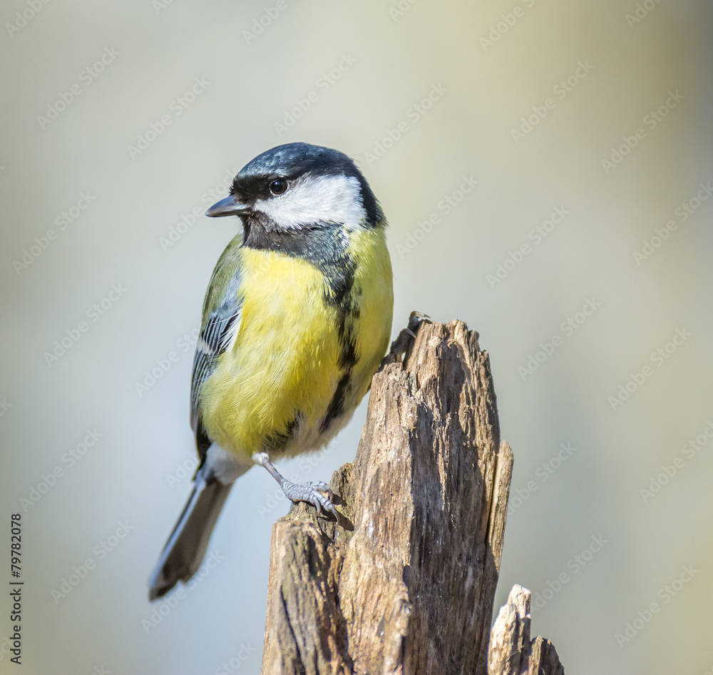 Fototapeta premium Great tit