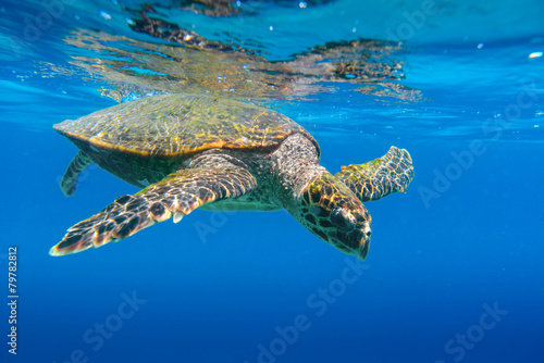 Sea Turtle swimming in Seychelles