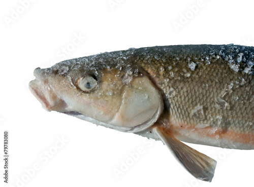 Fototapeta Naklejka Na Ścianę i Meble -  Fish (Leuciscus brandti) 8