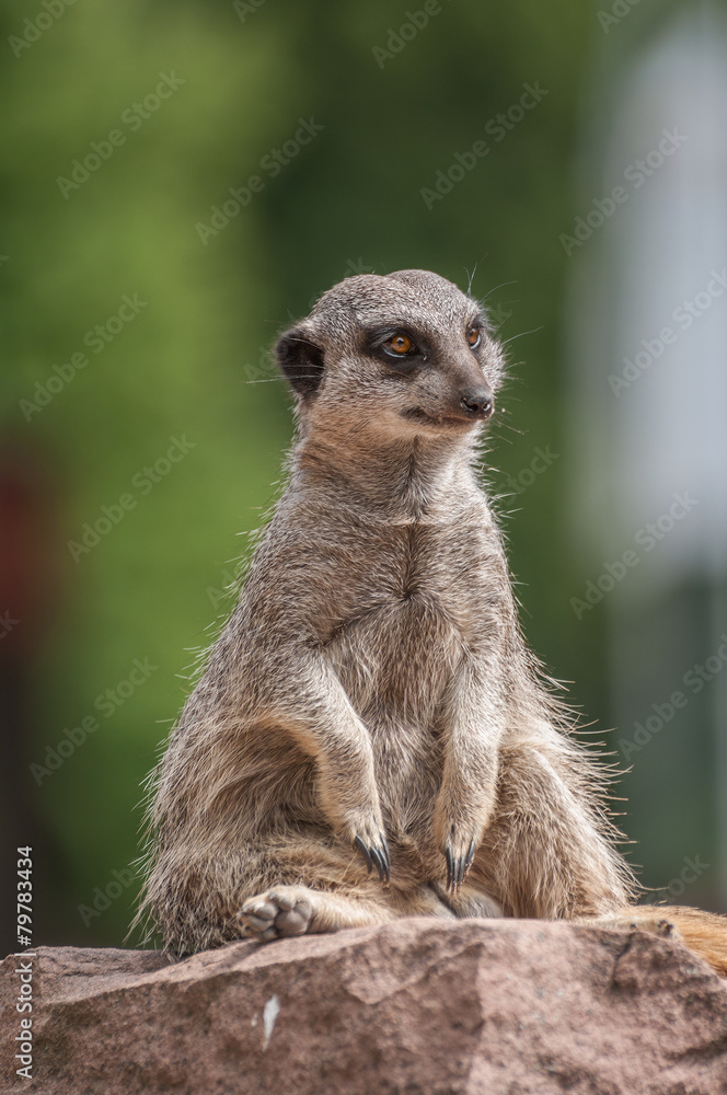 Fototapeta premium Playful and curious suricates in a small open resort closeup