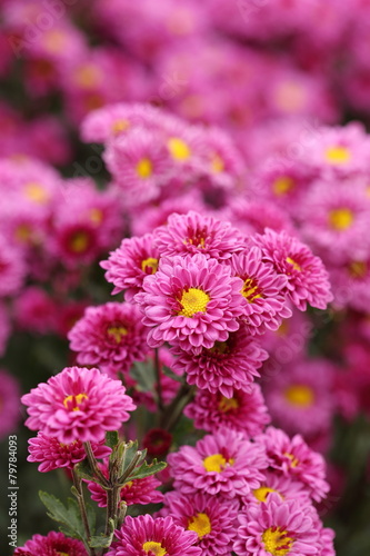 beautiful Chrysanthemum flower blooming