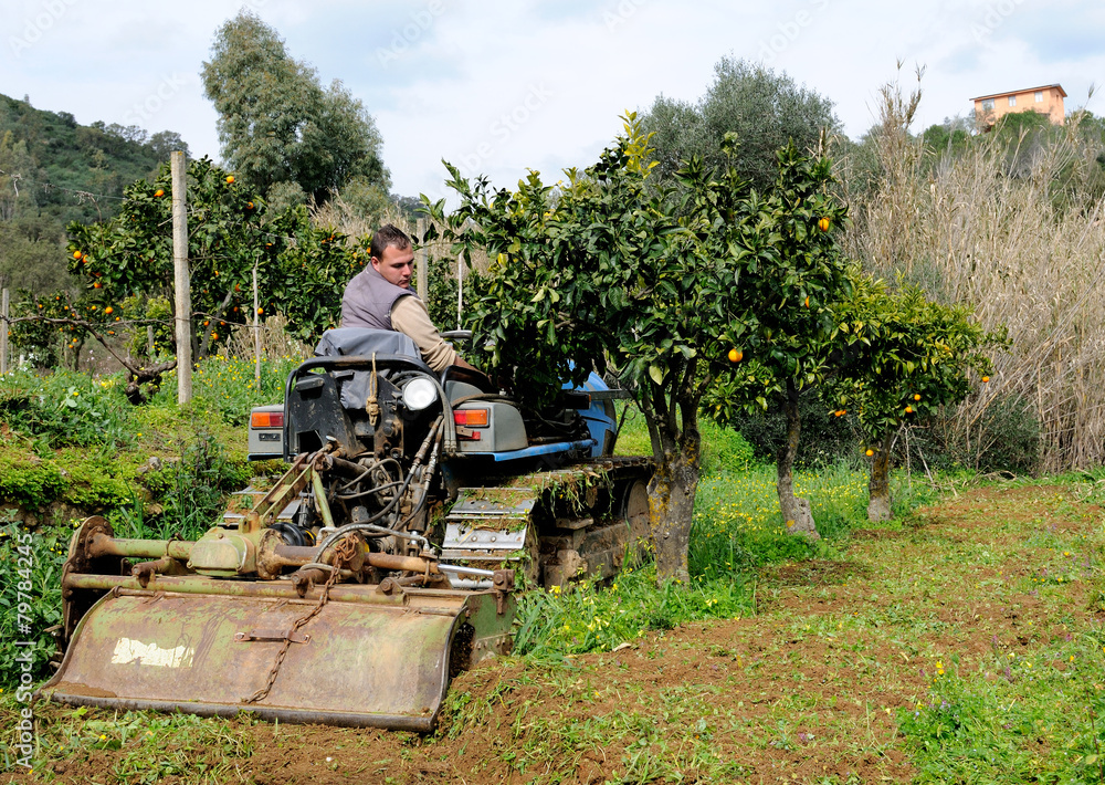 Fototapeta premium works from the vegetable garden