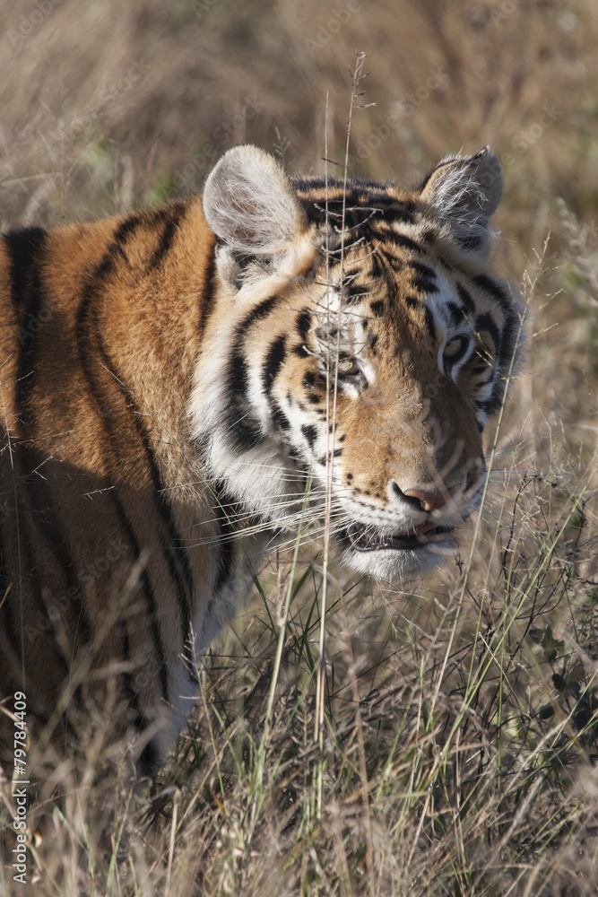 Fototapeta premium tiger in the grass