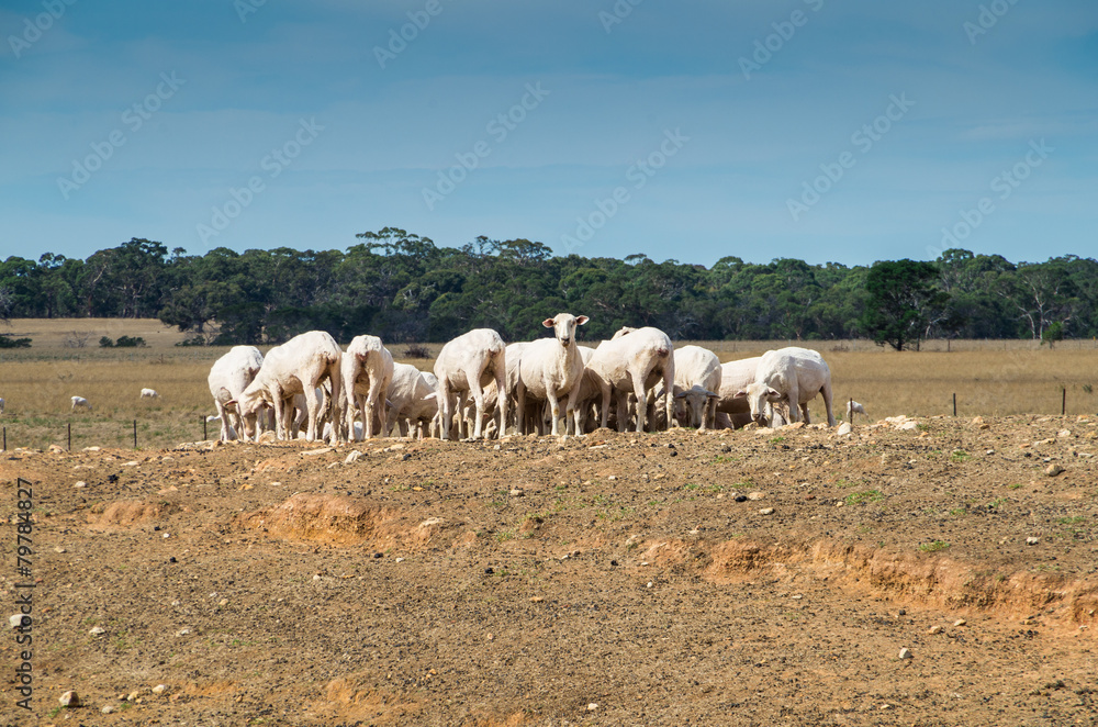 Sheep on an Australian farm