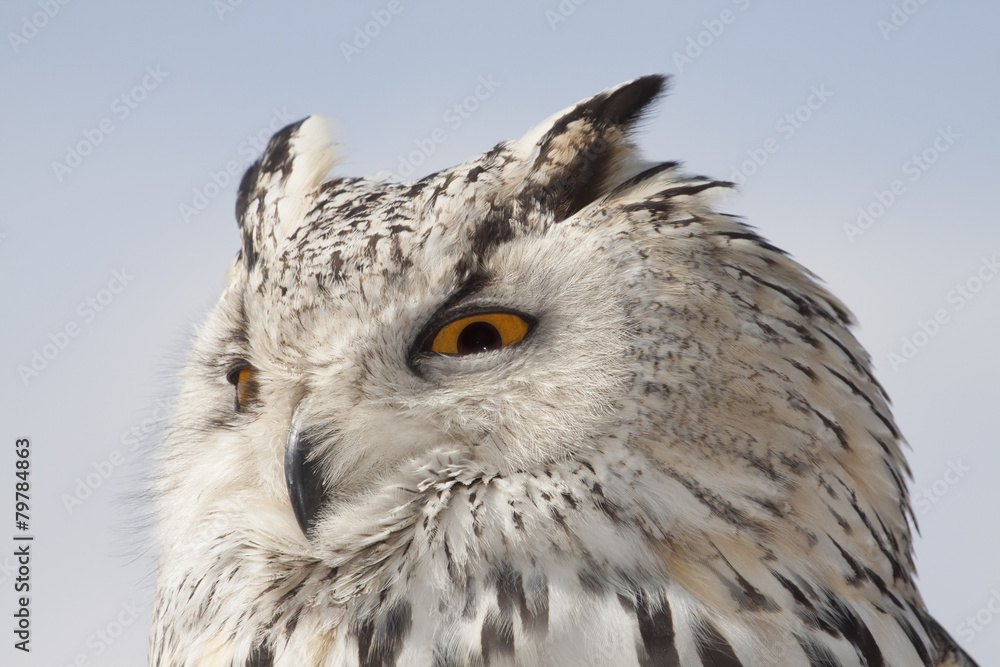 Obraz premium great horned owl