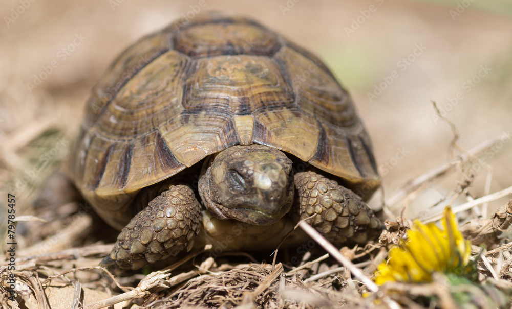 Tortue terrestre, testudo greaca aux yeux fermés Tortue terrestre, testudo greaca aux yeux fermés