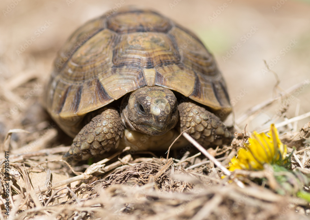 Obraz premium Tortue terrestre, testudo greaca