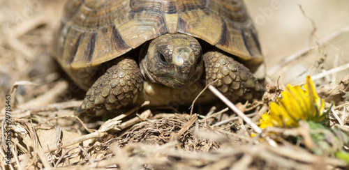 Fotografía Tortue terrestre, testudo greaca