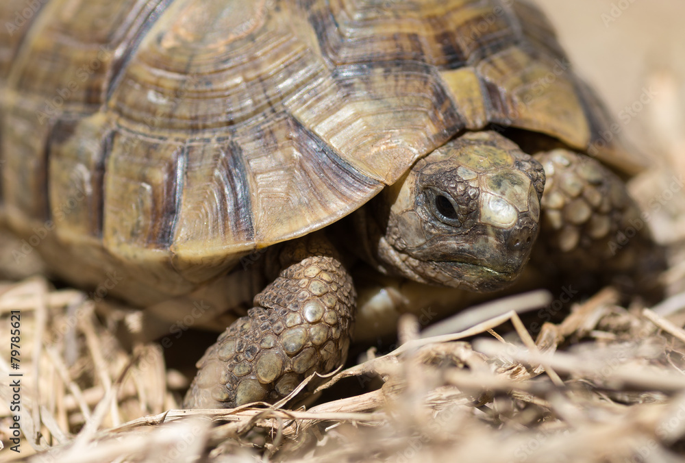 Tortue terrestre, testudo greaca Tortue terrestre, testudo greaca