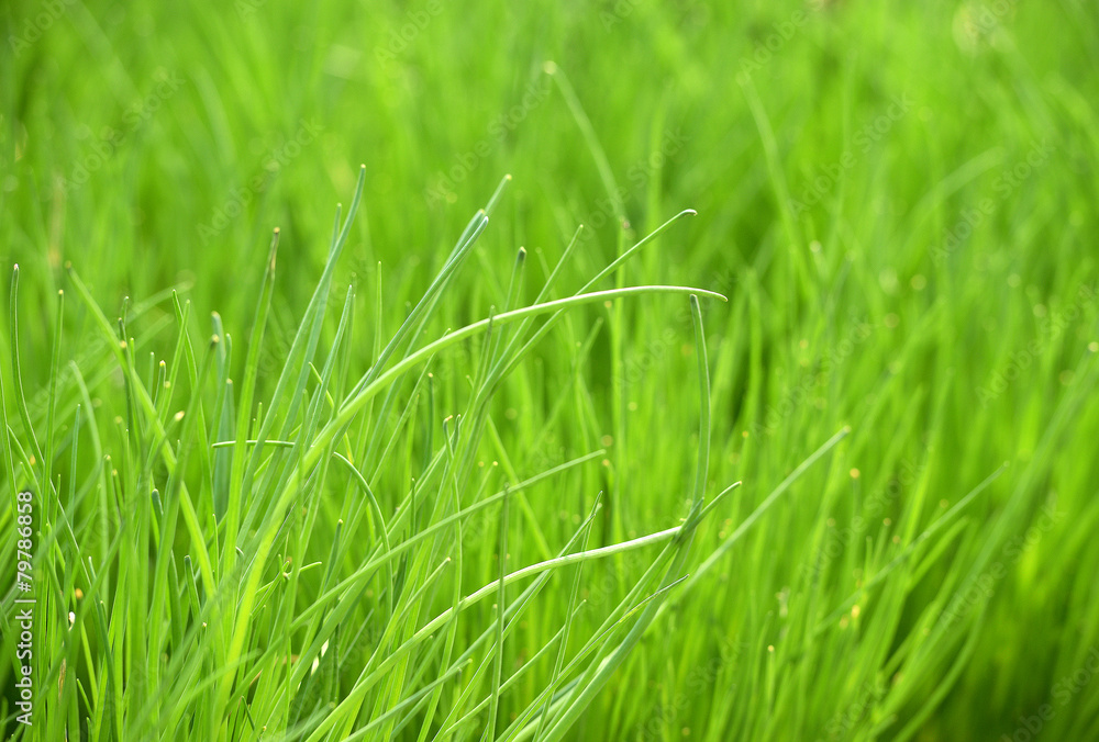 Obraz premium Fresh Green Chives Plants Growing at the Garden