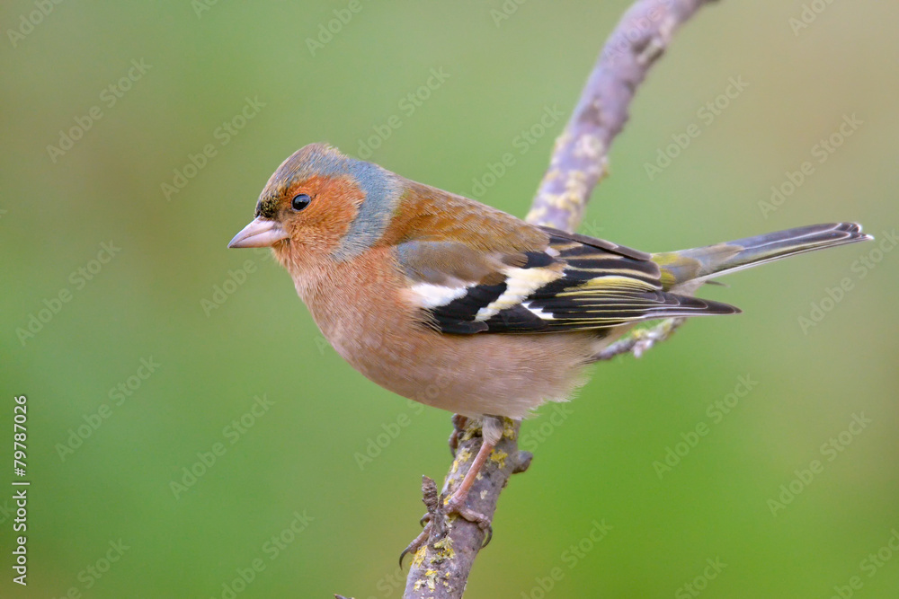 Fototapeta premium Rudzik