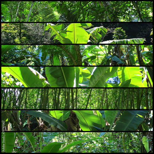 Collage von Blättern im Regenwald