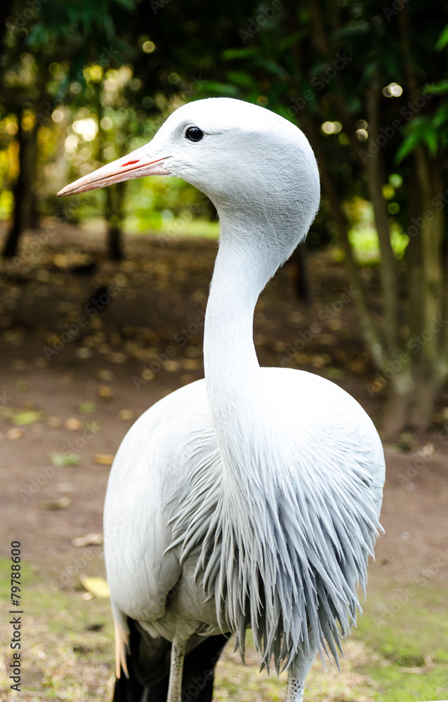 Fototapeta premium Blue Crane at Birds of Eden in Plettenberg Bay