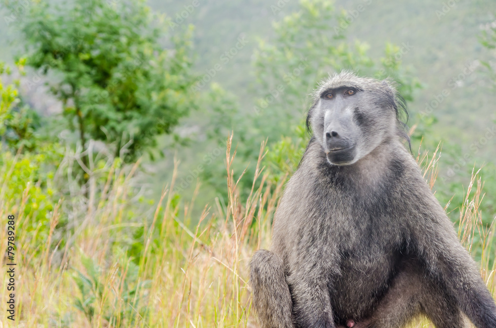 Obraz premium Wild baboons