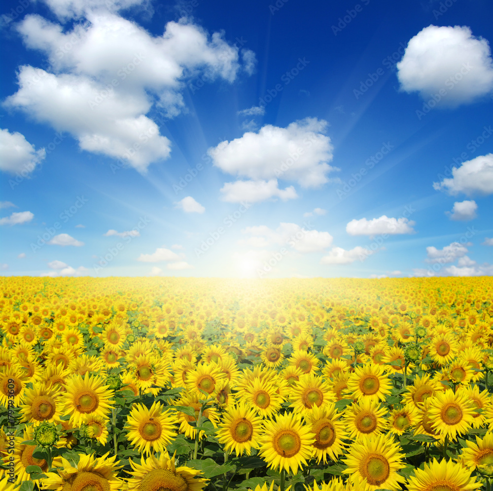 Obraz premium field of sunflowers