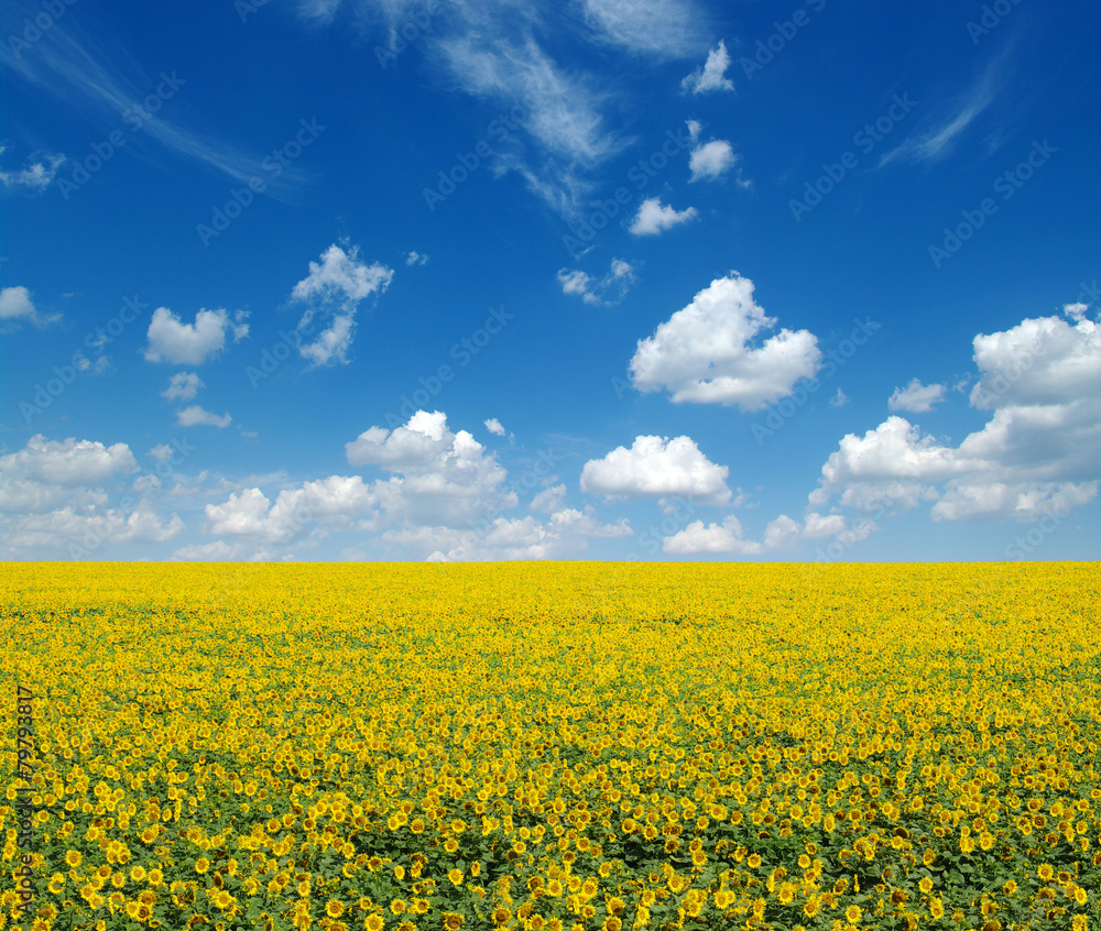 sunflowers field