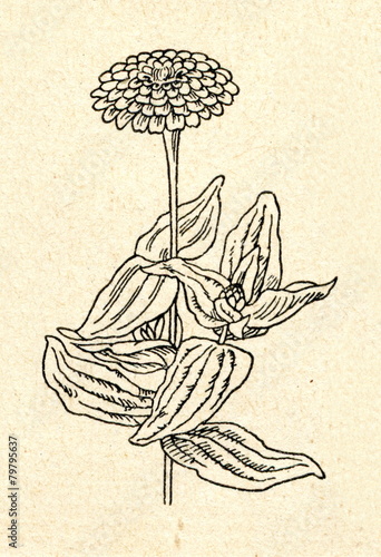 Common zinnia (Zinnia elegans) photo