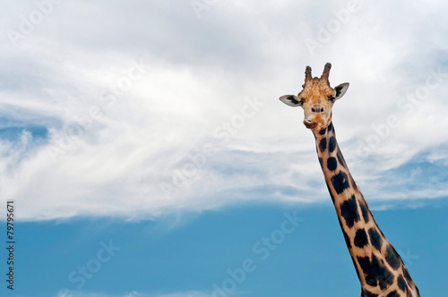 Giraffe neck and head against the clear blue sky © Canvas Alchemy