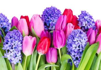 blue hyacinth and  tulips