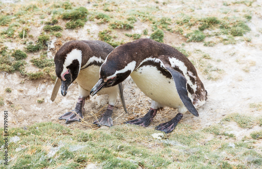 Naklejka premium Penguin