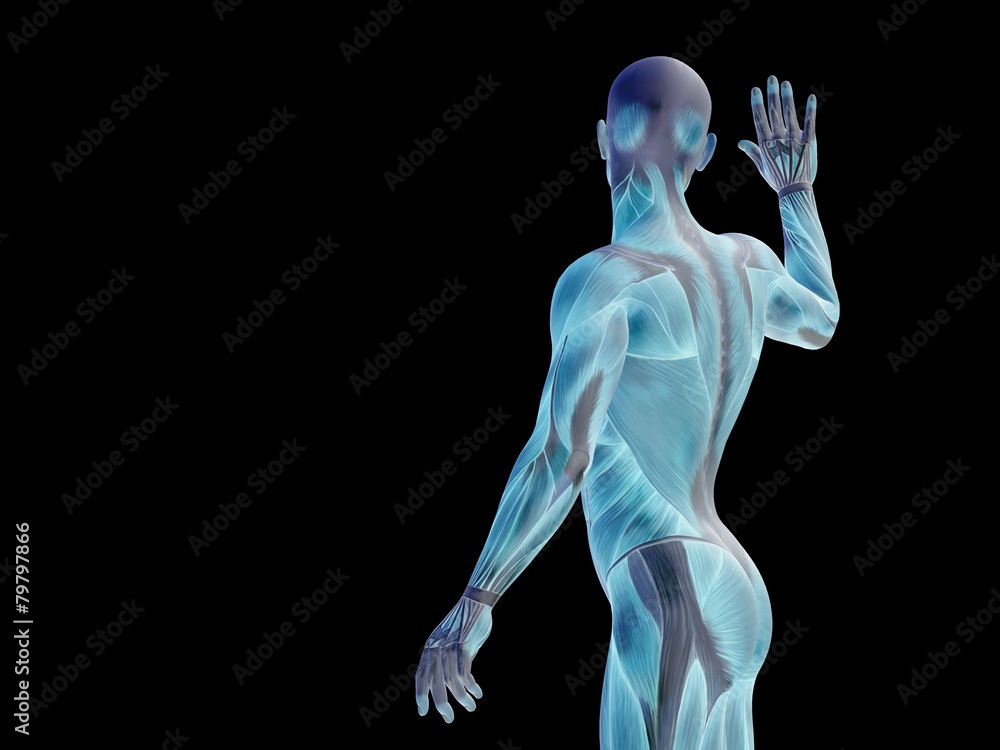 Conceptual human body anatomy on black