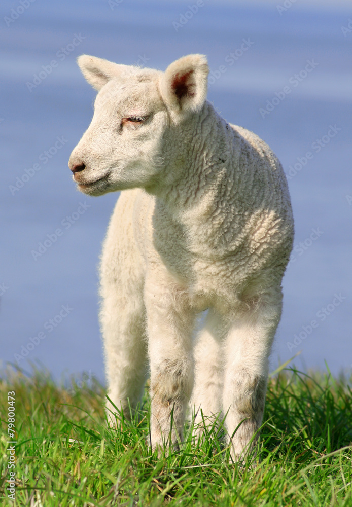 Obraz premium Little Lamb