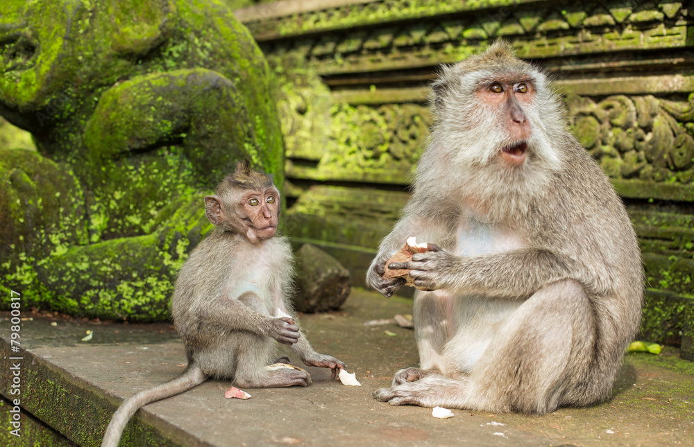 Naklejka premium monkeys