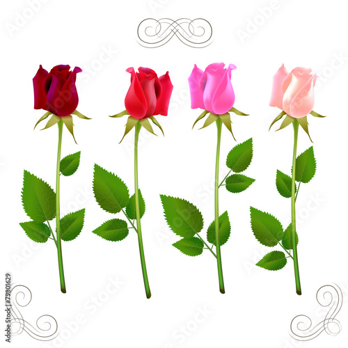 rose colored