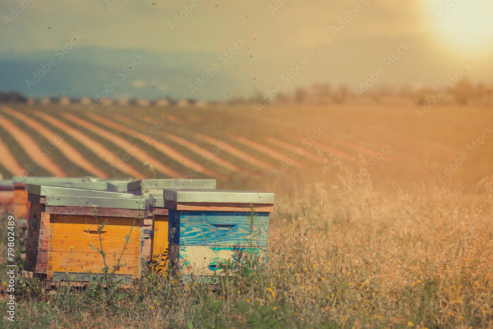 Naklejka premium Beehives on the sunflower field in Provence, France