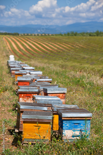 Beehives on the lavender field in Provence, France