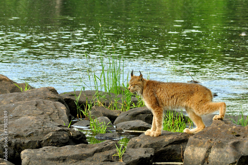 Large Lynx crossing rocks along a river.