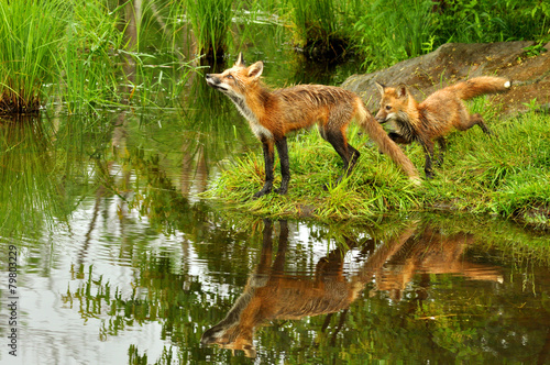 Two Red Fox create water reflections in a pond.