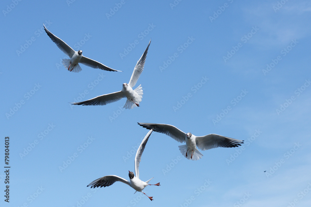 Black-headed Gull, Chroicocephalus ridibundus Black-headed Gull, Chroicocephalus ridibundus