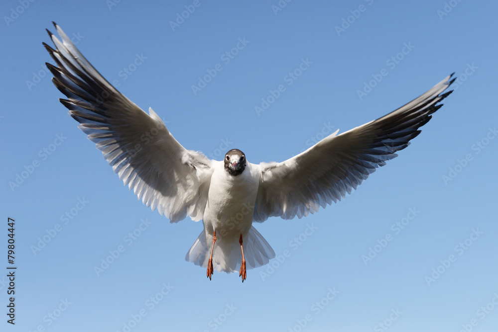 Obraz premium Black-headed Gull, Chroicocephalus ridibundus