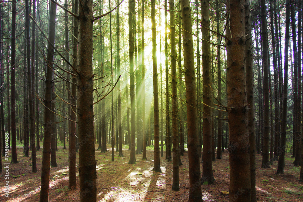 Obraz premium Sonne im Wald