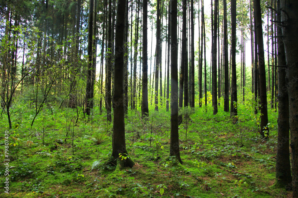 Obraz premium Sonne im Wald