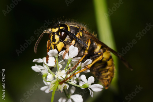 Makro von einer Wespe  © Mathias Karner