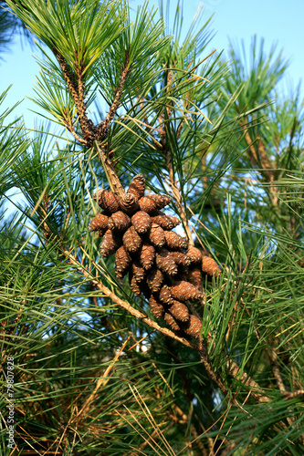Pinus densiflora Umbraculifera with cone